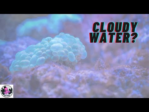 How I Fix Cloudy Water, Tank Update| RED SEA REEFER NANO 28G