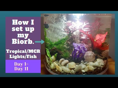 How I set up my Biorb. Tropical Aquarium. Adding Fish. Day 1- Day 11.