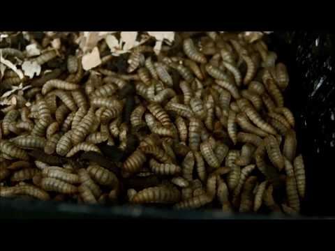 How It's Made – Fluval Bug Bites Fish Food