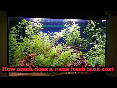 How much did my 60l juwel aquarium cost? week 16