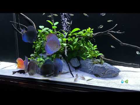 How To: Aquarium Tips & Tricks That Will Keep Your Tanks Healthy & Beautiful