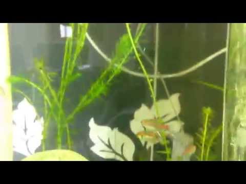 How to breed shrimps in a biorb tank