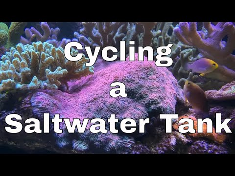 How to Cycle a Saltwater Tank / Marine Aquarium: Part 1 | Red Sea Reefer XL 425 Build