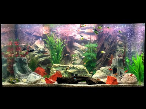 How to decorate Juwel fish tank with a 3D Aquarium Background from Aqua Maniac? Here's the video