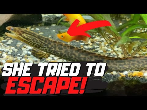 How to make a FISH TANK ESCAPE PROOF for EELS! (For under £5!)