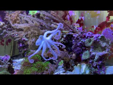 How to play with an octopus!  Baby Kraken, Caribbean Reef octopus tries to pull me into her garden.