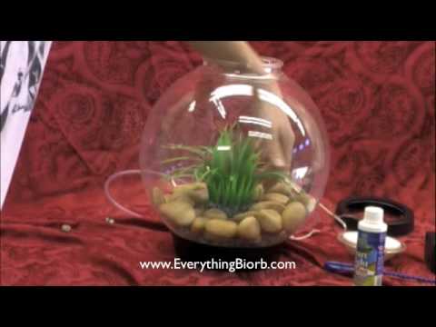 How to Set Up a Biorb Aquarium
