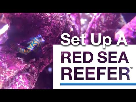 How to Set up a Red Sea Reefer 250