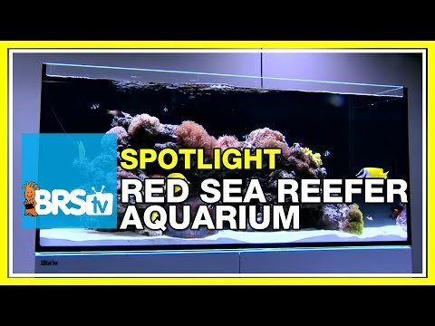 How to set up a reef tank – Red Sea Reefer Aquarium | BRStv Spotlight