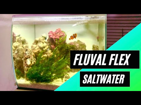 How to Set Up a Saltwater Aquarium – Fluval Flex 9 gal (all under $200)