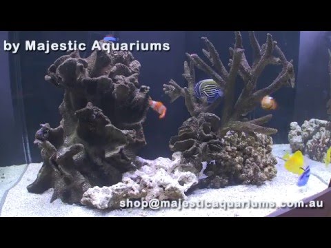 How to set up an Aqua One Aquareef aquarium