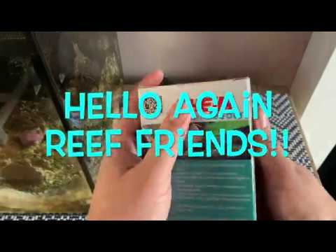 how to set up Eheim auto feeder and review / Fluval Evo 13.5g
