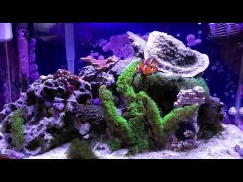 How to setup a 10 Gallon Nano Reef Tank, Fluval aquaclear, pest snails, pineapple sponges, phosguard