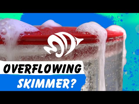 How to Stop Your Protein Skimmer from Overflowing
