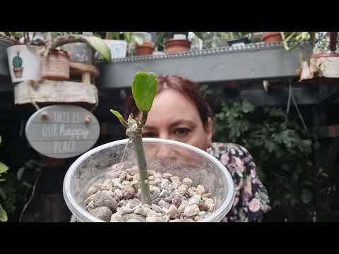 Hoya Haul and Stunning Houseplants,Enjoy ?