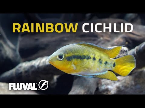 Species Spotlight | Rainbow cichlid