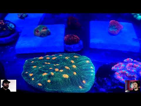 The Best Equipped, Well Stocked 14 Gallon Tank?