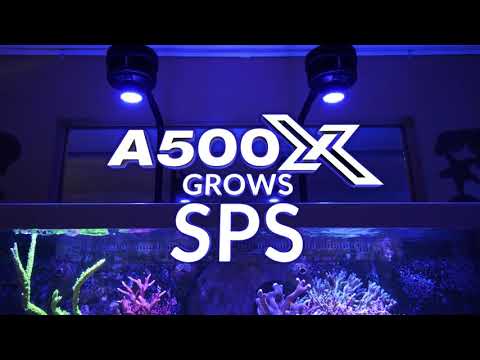 Kessil A500X Tuna Blue