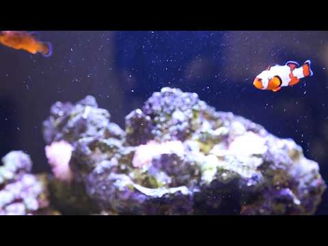 FAQ MicroBubbles BioSkim DC Protein Skimmer