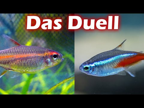 Glühlichtsalmler vs. Neonsalmler | Das Duell (138)