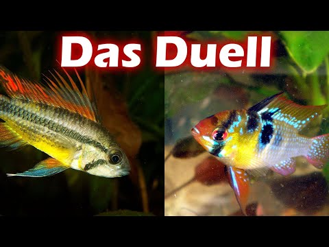 Kakaduzwergbuntbarsch gegen Schmetterlingsbuntbarsch | Das Duell (139)