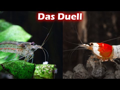 Amanogarnele vs. Zwerggarnelen | Das Duell (140)