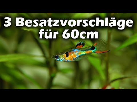3 Besatzvorschläge für das 60er Aquarium (143)