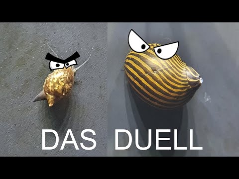 Blasenschnecke vs Zebra-Rennschnecke | Das Duell (144)