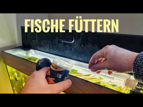 Fische füttern – Du kannst das! (145)