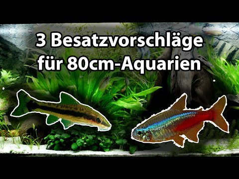3 Besatzvorschläge für 80cm – Aquarien (146)