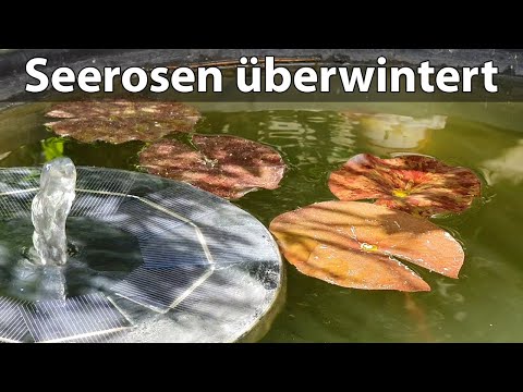 Seerosen überwintert im Miniteich (147)