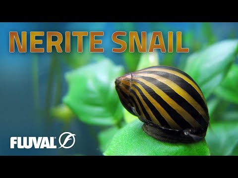 Species Spotlight | Nerite Snail