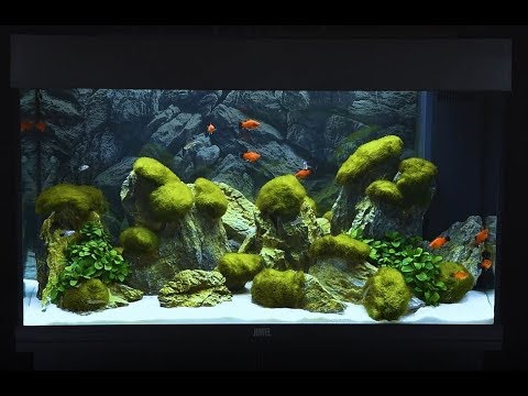 Juwel Aquarium Rio 125 Einrichtungsbeispiel / Tutorial