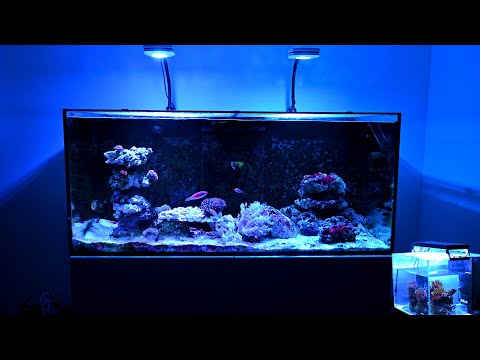 HUGE Reef Tank Update! Red Sea Reefer 350