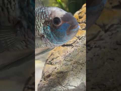 I Caught My Cichlids in the Act! ?