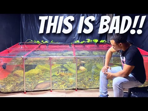 I HAD TO REMOVE THIS FISH FROM MY 1000G INDOOR FISH POND! *Bad*