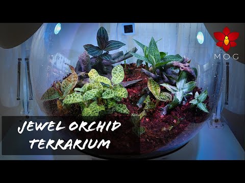 I made a Jewel Orchid haven from my Biorb Terrarium! + What worked and what didn't ??‍♀️