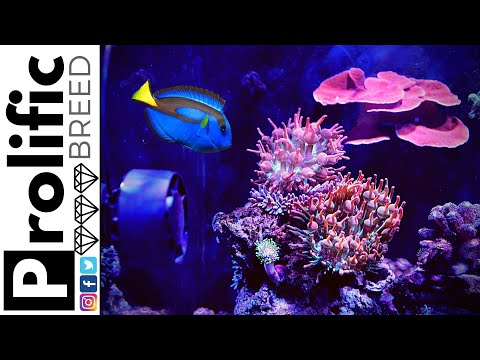 I WANT ANOTHER AI NERO 5 WAVE MAKER! RED SEA REEFER 350