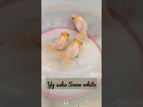 ikan koki snow white