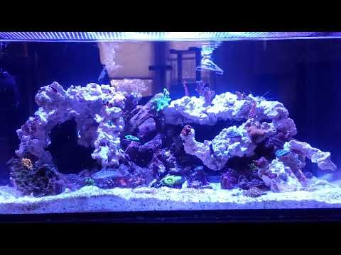 IM 25 Lagoon – Kessil Quandaries & Bullet Goby Troubles