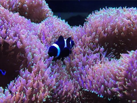 IM 25G NUVO FUSION LAGOON(SETUP)