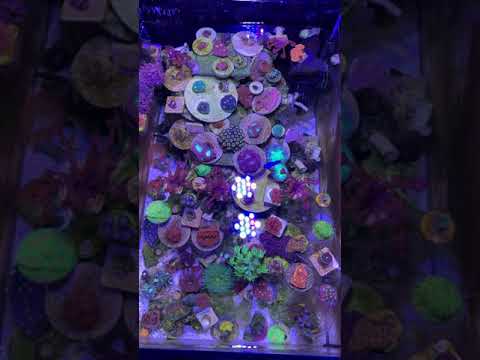 Innovative Marine 14g Peninsula
