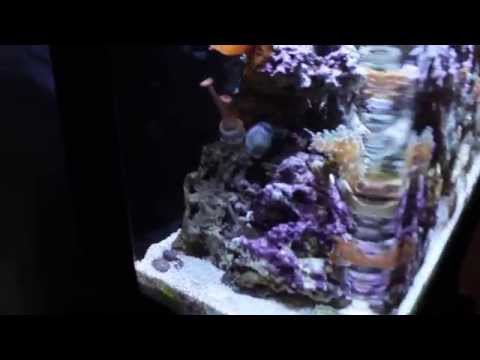 Innovative Marine 16 gallon Nuvo, Skimmer, Reactor – Saltwater Reef/Tank Tour
