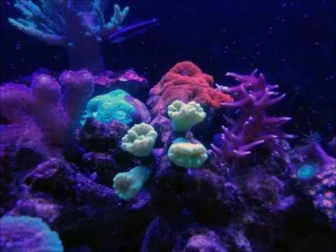 Innovative Marine 16g Reef