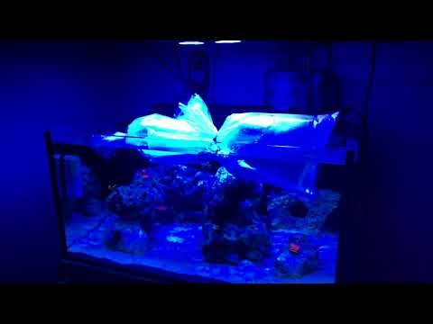 Innovative marine 20 & 25 Gallon Lagoon “Has new fish!” ??? Yes ?