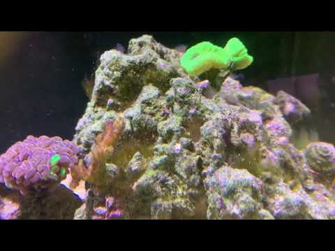 Innovative marine 20 gallon