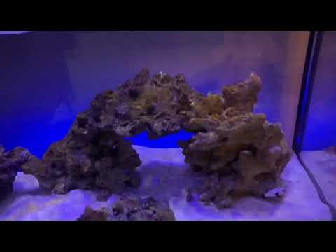 Innovative Marine 20 Peninsula Reef Build (Part 2 – Livestock)