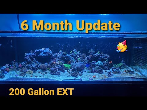 Innovative Marine 200 Gallon EXT| Ep. 11| 6 Month Update