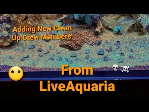 Innovative Marine 200 Gallon EXT| Ep. 11| New Clean Up Crew Members and Fish From LiveAquaria