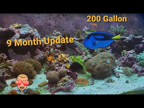 Innovative Marine 200 Gallon EXT| Ep. 12| 9 Month Update